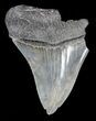Sharp, Partial, Fossil Megalodon Tooth #52991-1